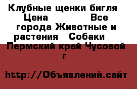 Клубные щенки бигля › Цена ­ 30 000 - Все города Животные и растения » Собаки   . Пермский край,Чусовой г.